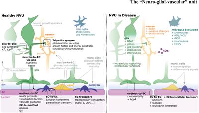 The “Neuro-Glial-Vascular” Unit: The Role of Glia in Neurovascular Unit Formation and Dysfunction